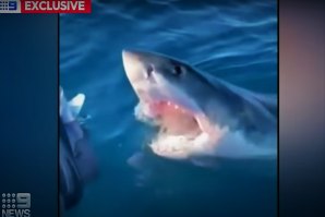 Família foi surpreendida por um tubarão branco durante um dia de pesca Halls Head, perto de Margaret River