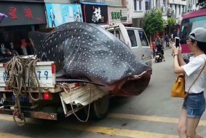 Tubarão-baleia passeia pelas ruas de uma cidade chinesa