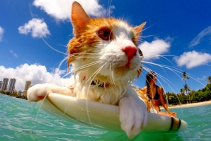 One-Eyed Cat Loves To Surf