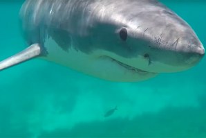 ENCONTRO COM TUBARÃO, SEM JAULA E APENAS COM UMA PEQUENA CÂMARA DE FILMAR NA MÃO