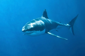Shark Shield pode evitar 90% de encontros com tubarões