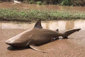 Ciclone na Austrália atira tubarão para a estrada