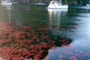 PRAIA NAS FILIPINAS INVADIDA POR MEDUSAS