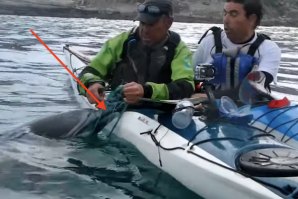 KAYAKERS LIBERTAM UM GOLFINHO DAS REDES DE PESCA AO LARGO DE PENICHE