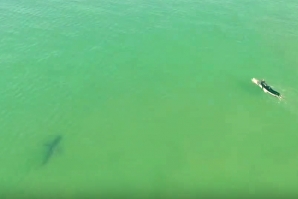 Drone mostra tubarão a partilhar o lineup com surfistas