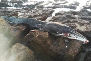 Baleia bebé encontrada morta em são Pedro do Estoril