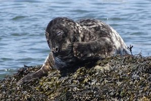 A foca que está a dar que falar… no Estuário do Douro! 