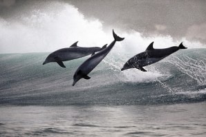A imagem é meramente ilustrativa, mas mostra bem a brincadeira entre golfinhos.