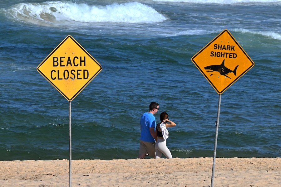 Quatro ataques de tubarão em 48 horas deixam surfistas em alerta máximo