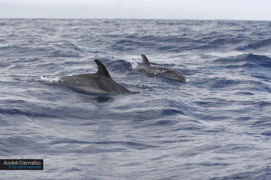 Golfinhos em liberdade