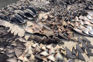 200 mil barbatanas de tubarão apreendidas no Equador