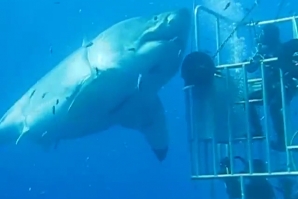 O maior tubarão alguma vez filmado?