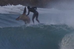 Surfista atacado por uma foca durante uma sessão: “Foi o momento mais assustador da minha vida no mar”