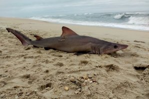 Tubarão de cerca de 2 metros dá à Costa em Ilhavo