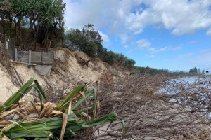 Foto: ABC North Coast: Bruce MacKenzie