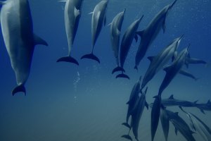 "Get Out There and Explore" - novo clip de John John Florence