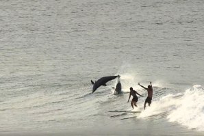 QUANDO SE TEM O PRIVILÉGIO DE PARTILHAR O SURF COM GOLFINHOS