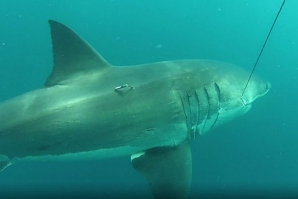 IDENTIFICADO TUBARÃO BRANCO COM 5.3 METROS NA AUSTRÁLIA