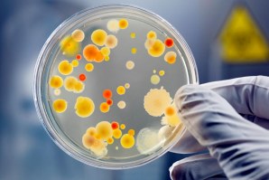 CIENTISTAS DESCOBREM BACTÉRIA RESISTENTE A ANTIBIÓTICOS NO RIO AVE