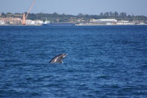 Golfinho em Setúbal