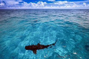 JOVEM CALIFORNIANA MORRE NAS BAHAMAS APÓS SER ATACADA POR TRÊS TUBARÕES