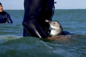 “Surf’s Up” na vida real: curta mostra surfistas a dividir ondas com um pinguim