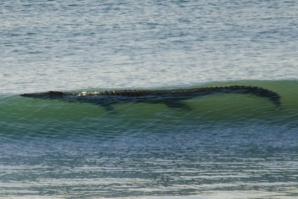 CROCODILO DOMINOU O LINE-UP EM CABLE BEACH