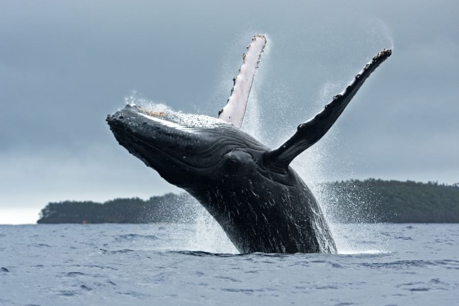 Estudo mostra que a caça às baleias levou à perda da diversidade genética