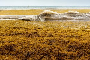 Guajillo studio/Shutterstock