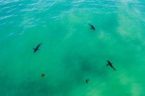 Águas do sul da Califórnia infestadas de tubarões. 