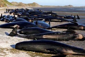 300 BALEIAS ENCONTRADAS MORTAS EM PRAIA DA NOVA ZELÂNDIA