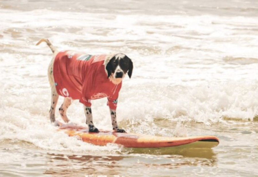Surf Canino regressa a Carcavelos este sábado com entrada gratuita