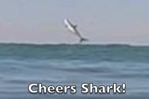 SURFISTA FILMA SALTO DE TUBARÃO NA SUA FRENTE