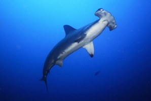 O tubarão-martelo é uma das espécies em risco. 