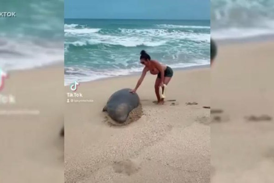Vídeo viral de uma turista a perturbar uma foca-monge no Havai deixa o estado indignado