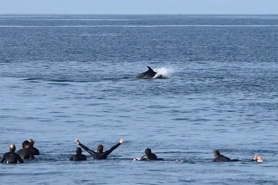 Golfinhos entram no lineup e partilham o surf na Ericeira