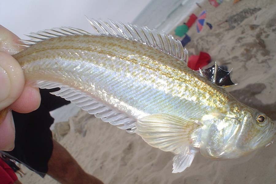 É no verão e especialmente no Algarve que as picadas do peixe-aranha aumentam.