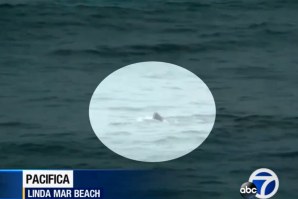 TUBARÃO ATACA FOCA A POUCA DISTÂNCIA DE CROWD DE SURFISTAS