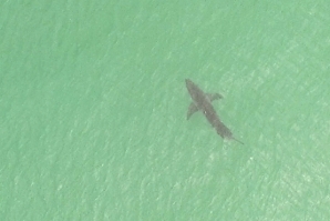 Califórnia: Nadadores salvadores usam drones para vigiar tubarões
