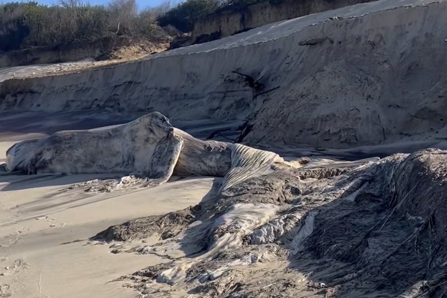Mar desenterra baleia de 20 toneladas na praia da Maceda, em Ovar