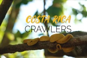 Pura Vida Episódio VI - Crawlers