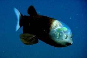 Imagens raras de uma criatura das profundezas do oceano