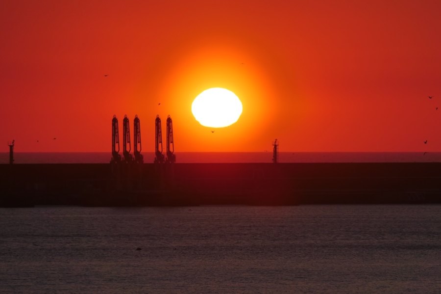 Águias sobrevoam Praia de Matosinhos para combater foco de poluição provocado por gaivotas