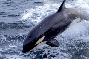 As Orcas têm vindo a atacar embarcações na Costa Portuguesa e Espanhola.  / Spanish Ministry of Transport, Mobility, and Urban Agenda