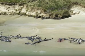145 baleias-piloto mortas numa praia neozelandesa