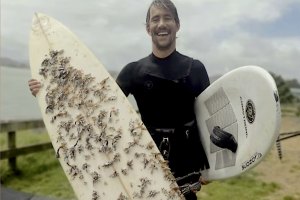 Prancha de Surf perdida na Tasmânia reaparece na Nova Zelândia 18 meses depois
