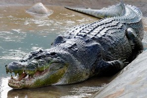 CROCODILO LEVA MULHER EM PRAIA AUSTRALIANA