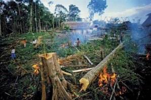 DESTRUIÇÃO DA BIODIVERSIDADE PELA HUMANIDADE PODE SER A CAUSA DO SURGIMENTO DE COVID-19