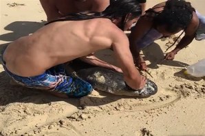 TUBARÃO-TIGRE SALVO EM PLENA PRAIA DO HAVAI