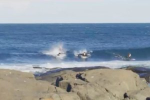 Grupo de surfistas é perseguido por tubarão branco durante uma sessão de surf na Austrália